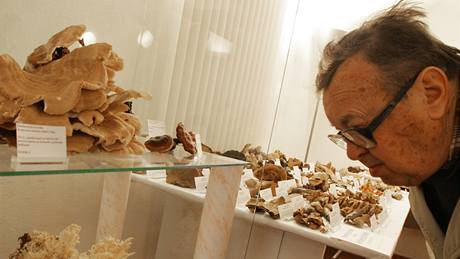 Mykologové poádají výstavu hub v jihlavském Muzeu Vysoiny. 