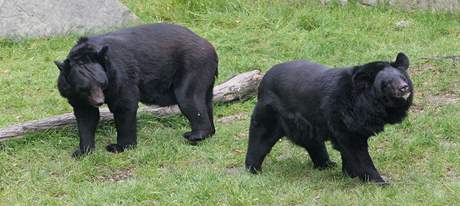 Medvdi uatí mají v ostravské zoo nový výbh.