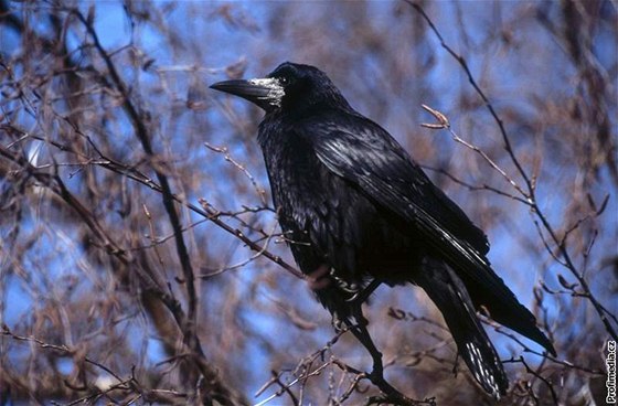 Havran (Corvus frugilegus)
