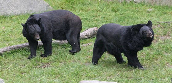 Medvdi uatí mají v ostravské zoo nový výbh.