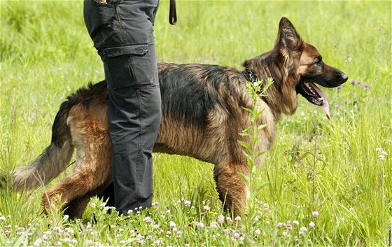 Policejní pes postupn nael únikovou cestu zlodje i jeho náadí. Ilustraní foto
