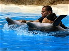 Show delfín v Loro Parque