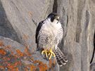 Sokol sthovavý (Falco peregrinus)