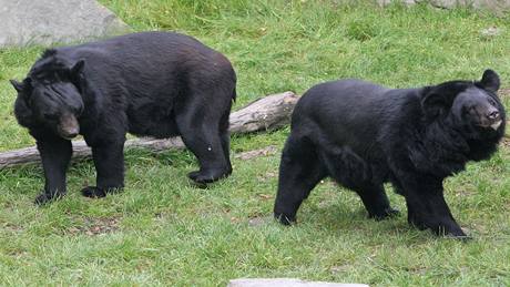 Medvdi uat maj v ostravsk zoo nov vbh.