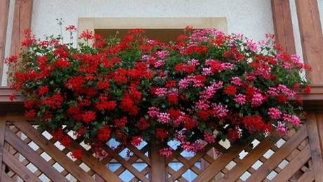 Pelargónie zazimujte, odmní se vám dalí sezónu intenzivnjím kvetením