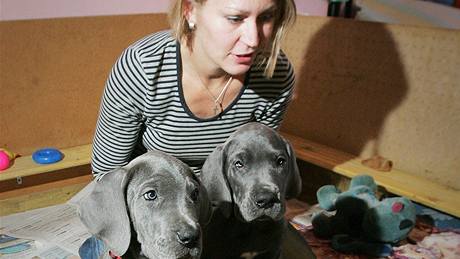 Jana Beranová chová 10 štěňat německé dogy, které vrhla její fena Angela Pacovský ranč (šampionka ČR 2009).