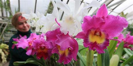 V Botanick zahrad Prodovdeck fakulty Masarykovy univerzity v Brn zanaj kvst orchideje.