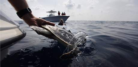 Ochránci zvíat vypoutjí do Mexického zálivu elvu, kterou zachránili ped ropnou skvrnou (21. íjna 2010)   foto: AP