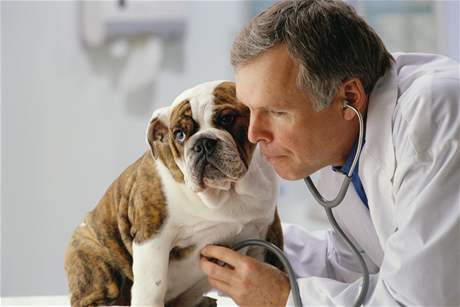 Neexperimentujte na svém psu a nesnate se vyeit jeho zdravotní problémy léky urenými pro lovka. Nemocný pes pes patí do rukou veterináe