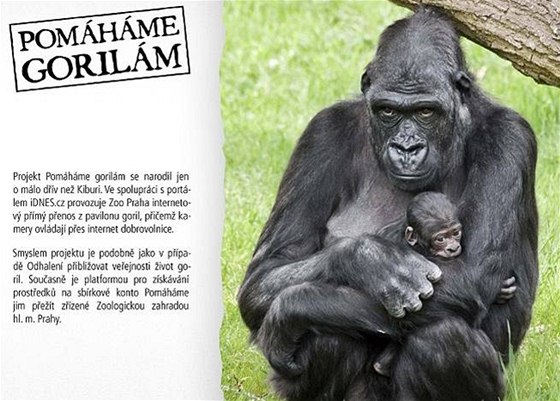 Ve Vzdělávacím centru Zoo Praha probíhá od 25. října 2010 výstava Gorily v ohrožení