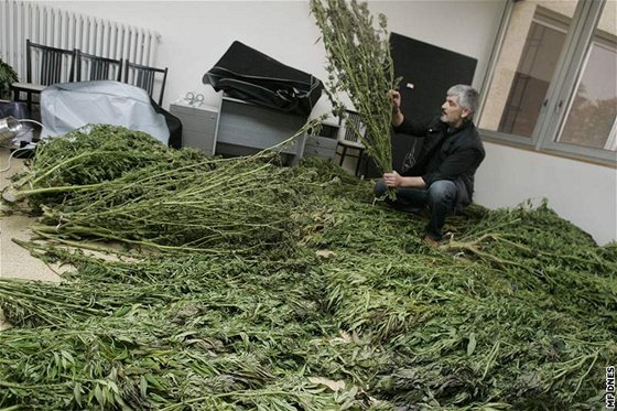 Policisté na Uherskohradisku zabavili marihuanu v hodnot pl milionu korun.