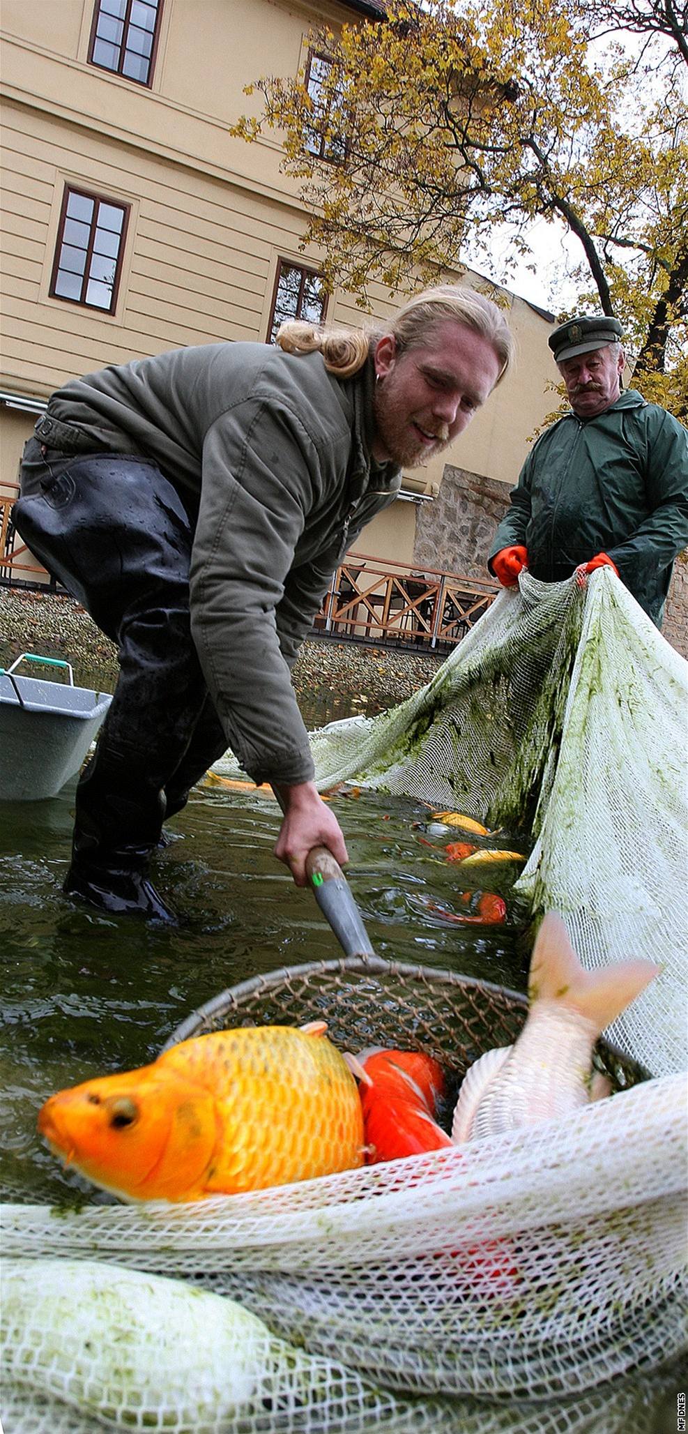 Rybái loví okrasné ryby pi vypoutní parkového jezírka v Mlýnské strouze v centru Plzn