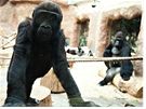 Gorily rády nakukují k oetovatelm do pípravny. Tuto monost mají jak z velkého krytého výbhu, tak z nových lonic 