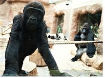 Gorily rády nakukují k ošetřovatelům do přípravny. Tuto možnost mají jak z velkého krytého výběhu, tak z nových ložnic 