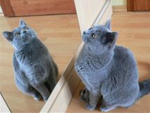 Kartouzská kočka má charakteristickou modrošedou barvu