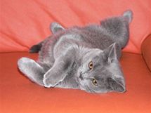 Kartouzská kočka má srst s dvojitou podsadou a téměř nelíná
