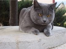 Kartouzská kočka