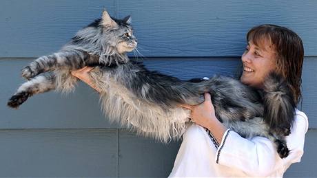 Stewie z Rena byl oficiáln� uznaná nejdel�í ko�ka na sv�t�.