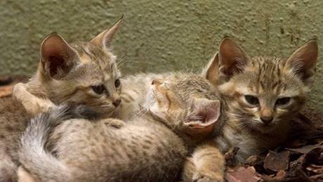 Ko�ata ko�ky divoké v jihlavské zoo. Ilustra�ní foto