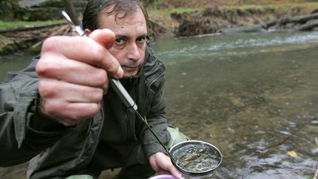 Pavel Benda, editel NP eské výcarsko, vysazuje lososa do eky Kamenice u Dolského mlýna v Jetichovicích.