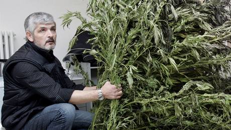 Policisté na Uherskohradisku zabavili marihuanu v hodnot pl milionu korun.