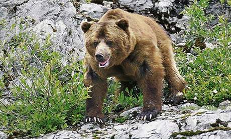Vdci napoítali v Yellowstonu 603 medvd grizzly. Ilustraní foto.
