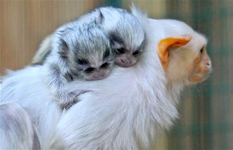 V jihlavské zoologické zahradě se narodila dvě mláďata kosmana stříbřitého.