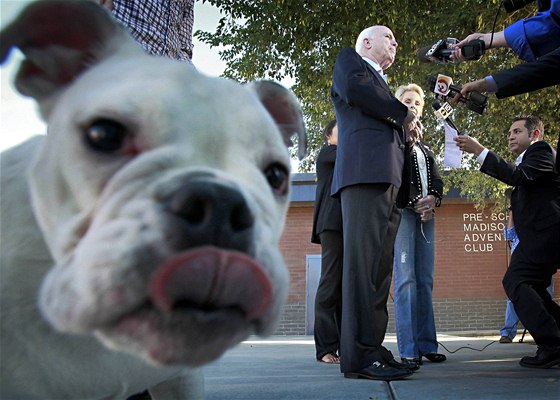 Senátor a nkdejí republikánský kandidát na prezidenta USA John McCain poté, co odvolil ve volbách do Kongresu. Na snímku je pes jeho syna Jimmyho (2. listopadu 2010)