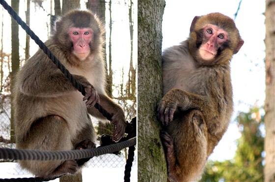 Uprchlým makakm íkali v olomoucké zoo impy a Tatin. Na jména ale neslyí.