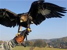 Sokolník Radek Stank se svou samicí orla skalního Kirgou