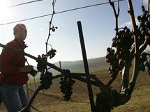 U vinice na Sádku nedaleko Třebíče vznikla také první chmelnice na Vysočině. Slavnostní výsadbu požehnal brněnský děkan Václav Slouk