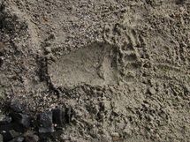Otisk medvědí tlapy v písku nasypaném v železničním podchodu.