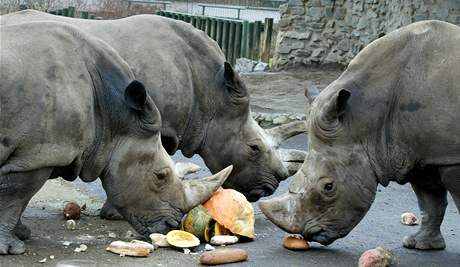 Jet loni chovala ústecká zoo ti nosoroce, letos u jen jednoho, pak jejich chov v Ústí skoní.