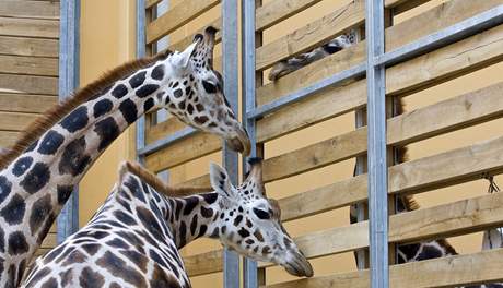 Nové irafy v plzeské zoo se seznamují zatím pes hradbu oddlující dva výbhy seznamují s novými spolubydlícími v plzeské zoo