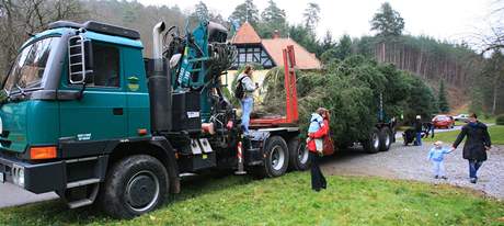Vánoní strom pro brnnské námstí Svobody se sthoval z Bílovic nad Svitavou. (16. listopad 2010)