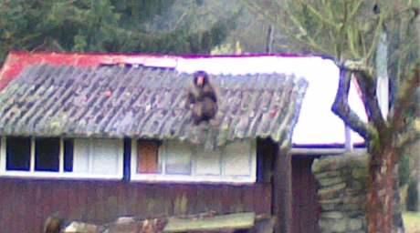 Chata vyfotil makaka ve tvrtek rno, jak si na stee pochutnv na jablkch.