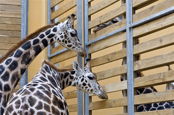 Nové irafy v plzeské zoo se seznamují zatím pes hradbu oddlující dva výbhy seznamují s novými spolubydlícími v plzeské zoo