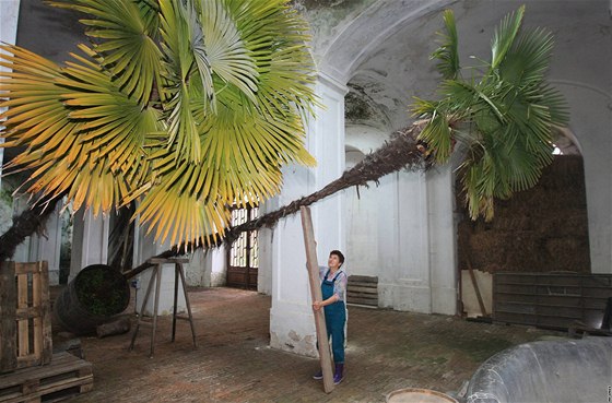 Vra Stejskalová ze zámecké zahrady v Lednici zazimovává palmy.