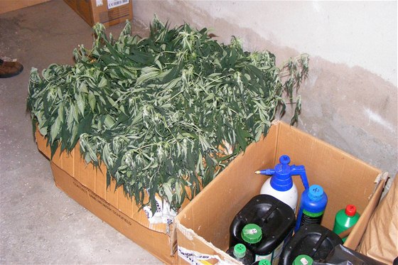 Snímek z domovních prohlídek u pstitel marihuany. 