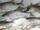 Den otevených dveí Místní rybáské organizace v Pacov láká na pehlídku ryb i ochutnávku specialit.