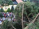Vnon strom pro brnnsk nmst Svobody se sthoval z Blovic nad Svitavou. (16. listopad 2010)