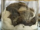 Mezinárodní tým vdc zveejnil fotografie ostatk Tycha Braha. Na snímku obliejová ást lebky s knírem