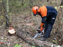 Odvtven kmen potebujete vtinou jet rozezat na palky