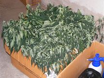 Snímek z domovních prohlídek u pěstitelů marihuany. 