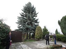 Letošní olomoucký vánoční strom, který bude umístěn na Horním náměstí, vybrala komise na zahradě rodinného domu v městské části Nemilany.