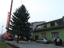 Letošní olomoucký vánoční strom, který bude umístěn na Horním náměstí, vybrala komise na zahradě rodinného domu v městské části Nemilany.
