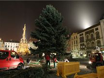 Letošním vánočním stromem je v Olomouci patnáctimetrový stříbrný smrk, který komise vybrala v místní části Nemilany.