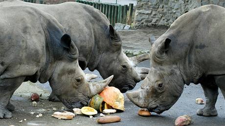 Jet loni chovala ústecká zoo ti nosoroce, letos u jen jednoho, pak jejich chov v Ústí skoní.