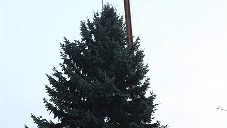 Letoní olomoucký vánoní strom, který stojí na Horním námstí, vybrala komise v mstské ásti Nemilany. U podruhé je tak strom pímo z msta.