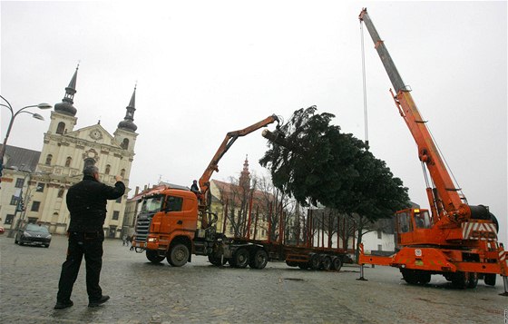 V Jihlavě ve středu ráno káceli vánoční strom